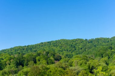 Ovadaki yoğun orman