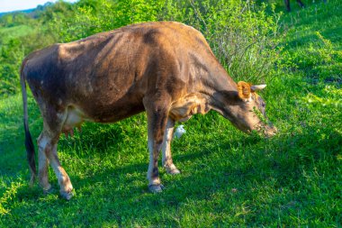 Bir inek otlar ve yeşil otları yer.