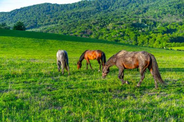 Atlar çayırda otluyor.