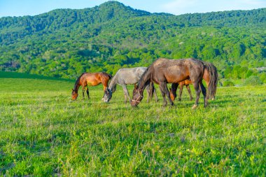 Atlar çayırda otluyor.