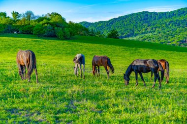 Atlar çayırda otluyor.