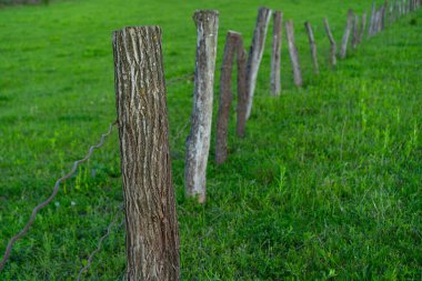 Ahşap gövde ve dallardan oluşan bir çit.