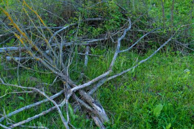 Kurumuş ağaç dalları