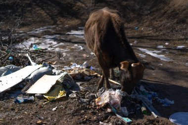 Hayvanlar doğaya atılmış çöpleri yerler.