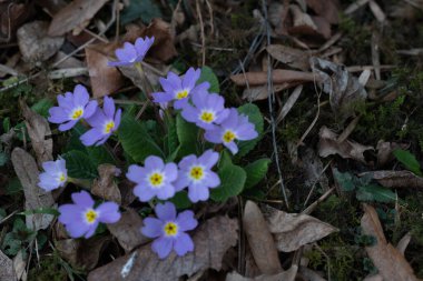 Yılın başında açan çiçekler.