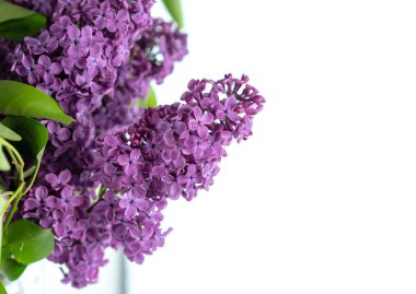 Beyaz arka planda çiçek açan leylak dalı