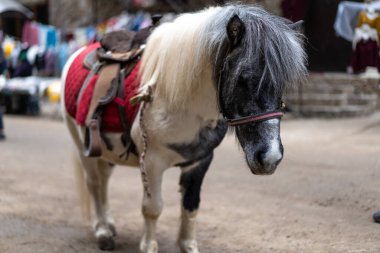 Yalnız bir midilli koşum takımı içinde yerde duruyor..