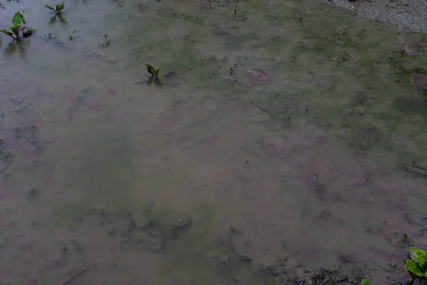 Eine Pfütze Auf Dem Boden Nach Dem Letzten Regen — Stockfoto