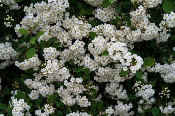 Small White Flowers Flowering Shrub — Stock Photo, Image