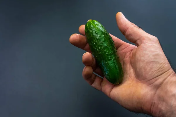 Gurke Liegt Der Handfläche — Stockfoto