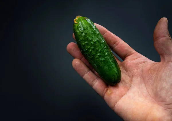 Gurke Liegt Der Handfläche — Stockfoto