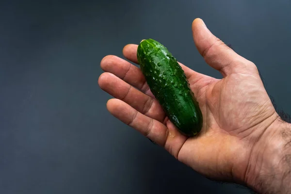 Gurke Liegt Der Handfläche — Stockfoto