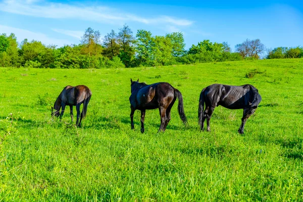 Caballos Pastan Hierba — Foto de Stock