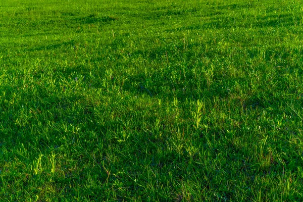 Green Grass Growing Ground — Stock Photo, Image
