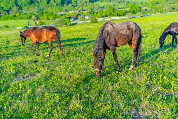 Cavalli Pascolano Nel Prato — Foto Stock