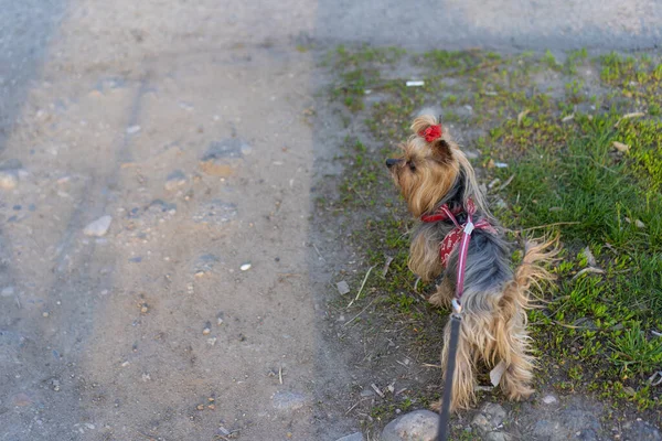 Yorkshire Terrier Promenad Koppel — Stockfoto