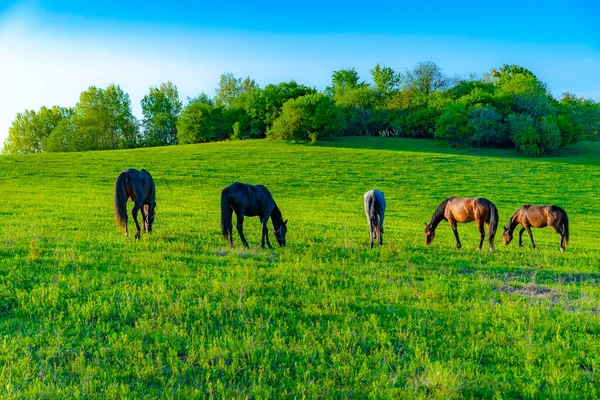 Cavalli Pascolano Nel Prato — Foto Stock