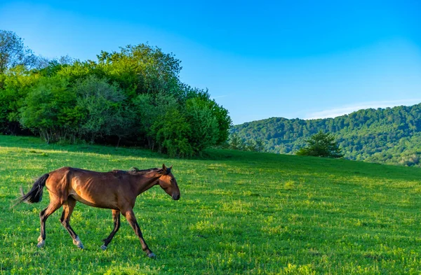 Лошади Пасутся Лугу — стоковое фото