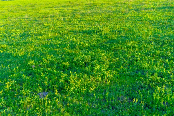 Erba Verde Che Cresce Dal Terreno — Foto Stock