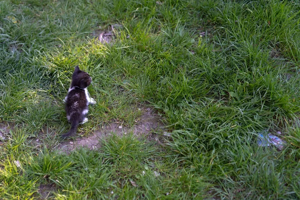 Little Kitten Alone Street — Stock Photo, Image