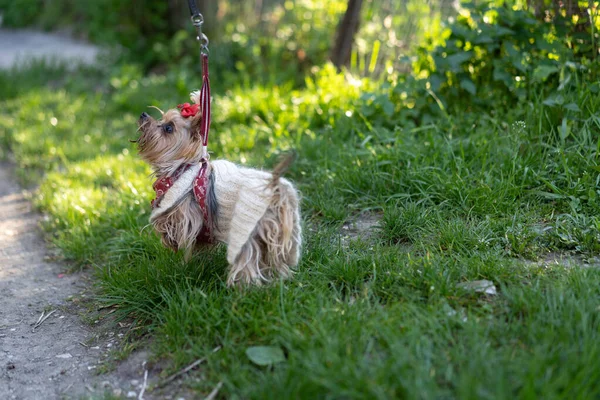 Yorkshire Terrier Está Uma Caminhada — Fotografia de Stock