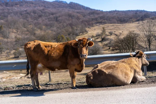 Cows are located on the road