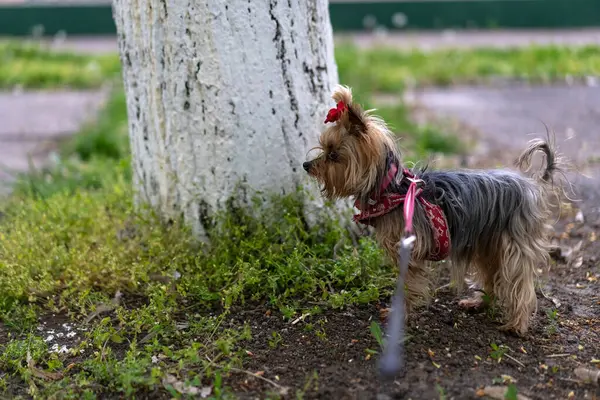 Yorkshire Terrier Der Leine Spazieren — Stockfoto