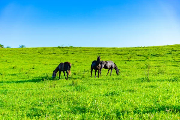 Лошади Пасутся Траве — стоковое фото