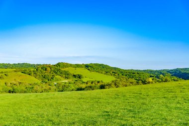 Yerde büyüyen yeşil çimenler
