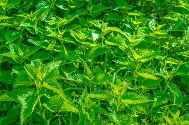 Yerden ısırgan otu çıkıyor.