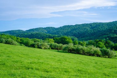 Manzara. Orman ve çayır dağları.