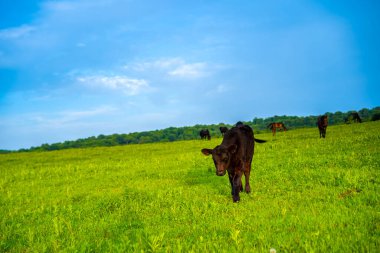 Bir inek çayırda otluyor.