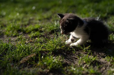 Küçük kedicik sokakta yalnız.