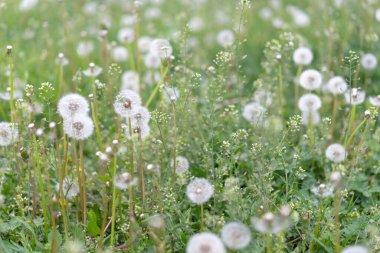 Yorkshire Teriyeri bir yürüyüş için tasmalı