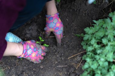 Bahçeye bitki ekiyorum.