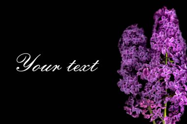 Siyah arkaplandaki leylak dalı