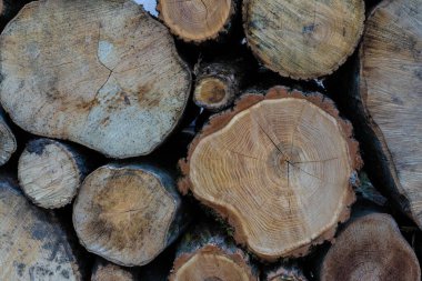 Kütükler büyük sayılarda birbiri üzerine yatar.