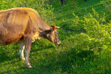 Bir inek otlar ve yeşil otları yer.