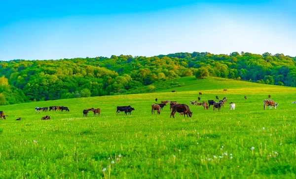 Cows Graze Meadow — Stock Photo, Image