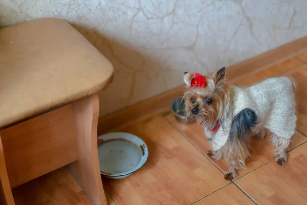 Yorkshire Terrier Odottaa Häntä Ruokitaan — kuvapankkivalokuva