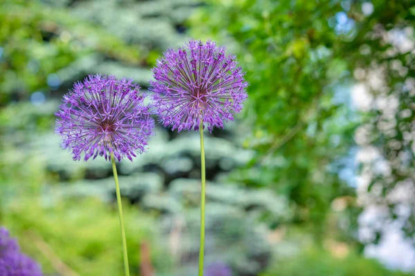 Lilla Che Cresce Fiorisce Fiore Cipolla — Foto Stock