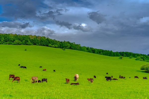 Prati Cui Pascolano Mucche — Foto Stock