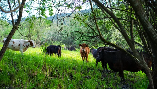 Коровы Лугу Возле Деревьев — стоковое фото