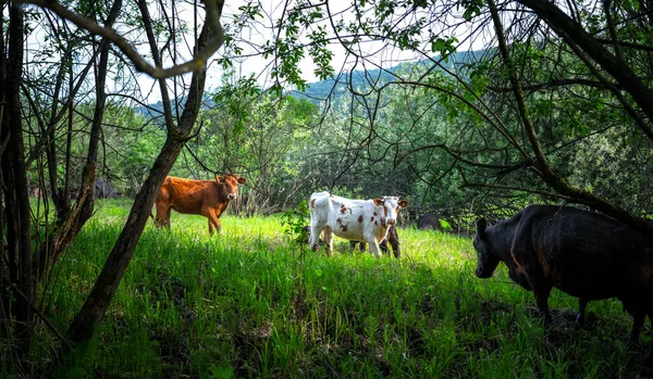 Коровы Лугу Возле Деревьев — стоковое фото