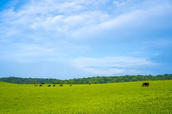 Зеленые Луга Выпасом Коров — стоковое фото