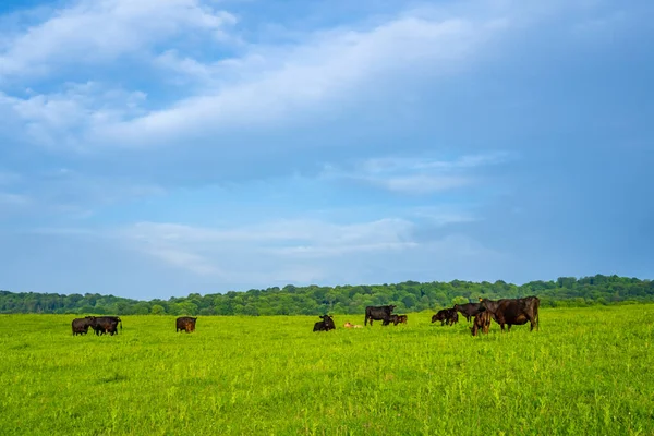 Prados Verdes Con Vacas Que Pastan — Foto de Stock