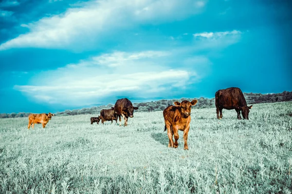 Корова Пасётся Лугу — стоковое фото