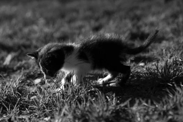 Piccolo Gattino Solo Strada — Foto Stock