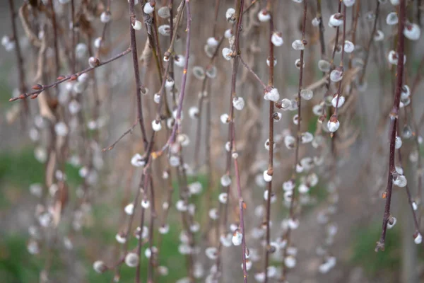 白い芽で柳を開花させる — ストック写真