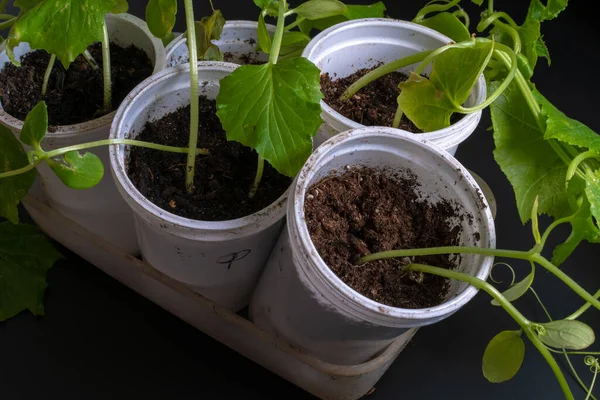 Evde yetişen hasta çiçek tohumları.